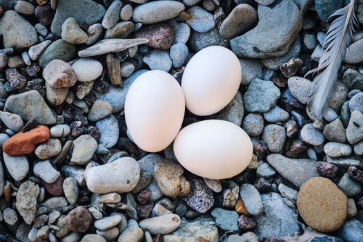 Three hen eggs on the textured pebbles