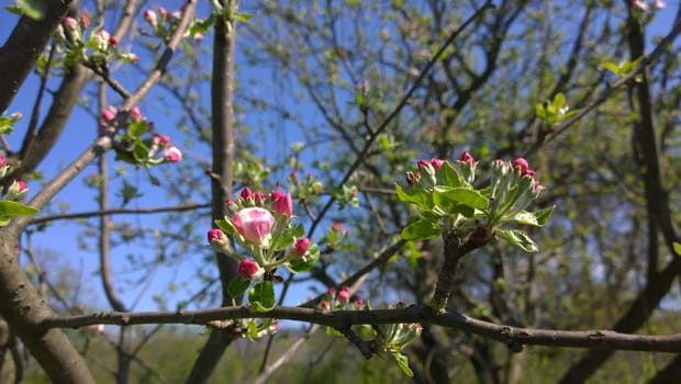 Spring Cherry Blossom.