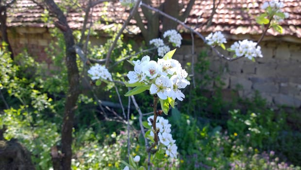 Spring Cherry Blossom.