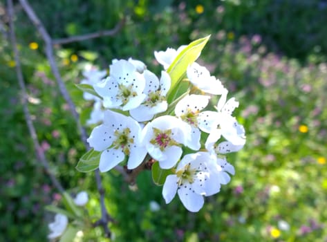 Spring Cherry Blossom.