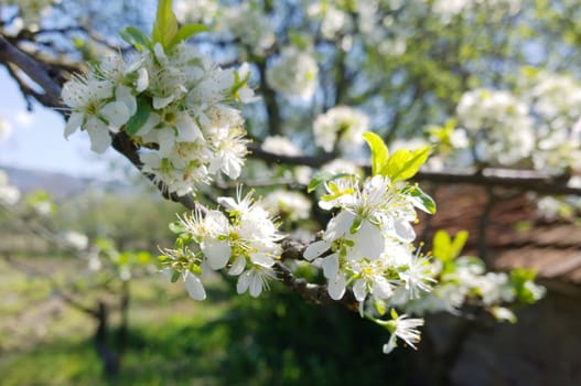 Spring Cherry Blossom.