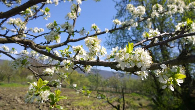 Spring Cherry Blossom.