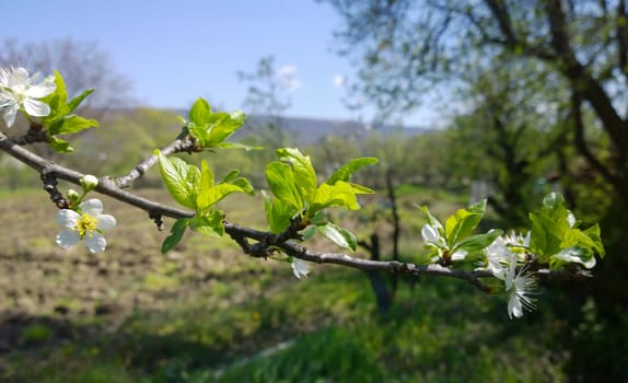 Spring Cherry Blossom.