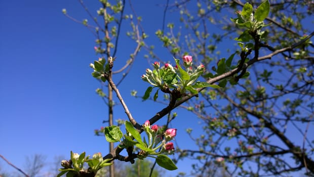 Spring Cherry Blossom.