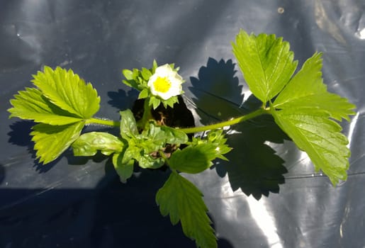 Growing strawberries.