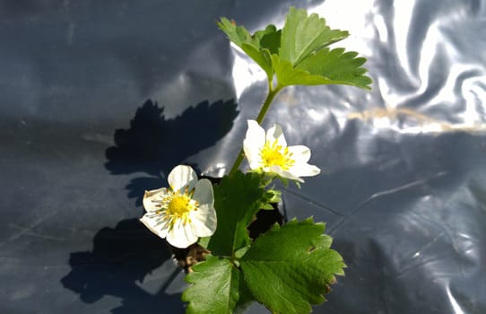 Growing strawberries.