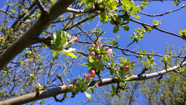 Spring Cherry Blossom.