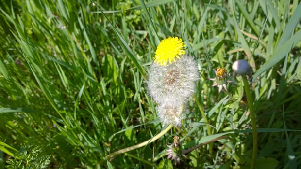 Yellow Dandelion Flowers.