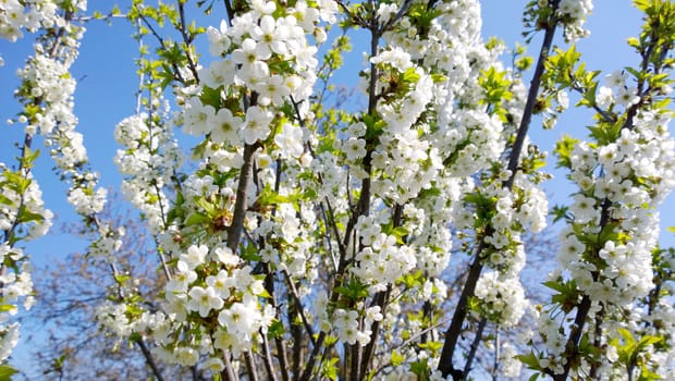 Spring Cherry Blossom.