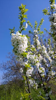 Spring Cherry Blossom.