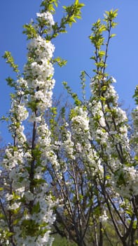 Spring Cherry Blossom.