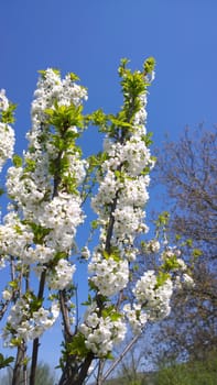 Spring Cherry Blossom.