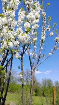 Spring Cherry Blossom.