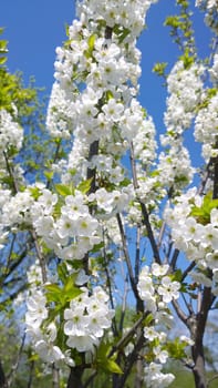 Spring Cherry Blossom.