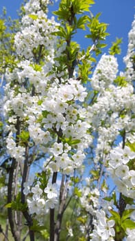 Spring Cherry Blossom.