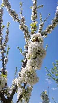 Spring Cherry Blossom.