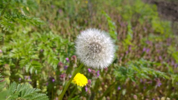 Yellow Dandelion Flowers.