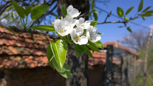 Spring Cherry Blossom.
