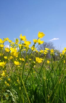 Yellow flowers.