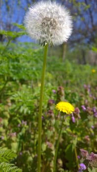 Yellow Dandelion Flowers.