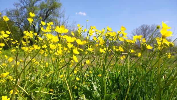 Yellow flowers.