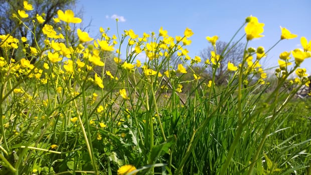 Yellow flowers.