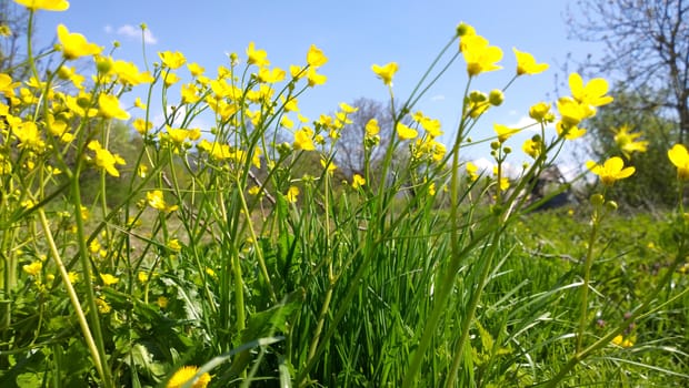 Yellow flowers.