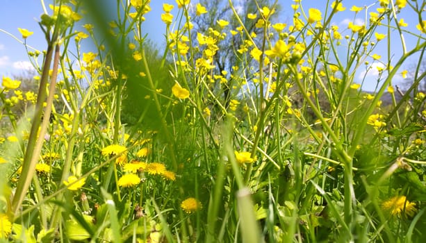 Yellow flowers.