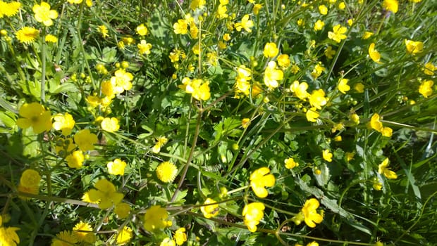 Yellow flowers.