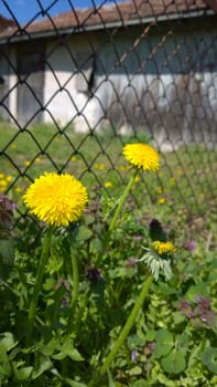 Yellow Dandelion Flowers.