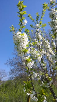 Spring Cherry Blossom.