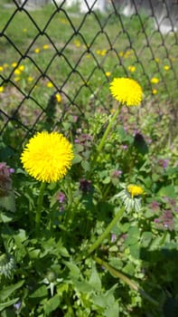 Yellow Dandelion Flowers.