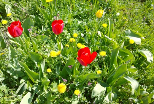 Tulips In Spring.