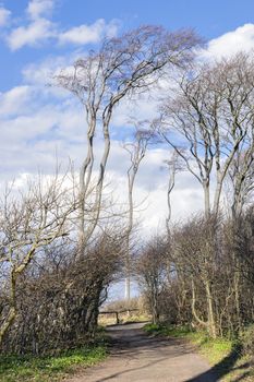 Image of the famous ghost forest on the coast of Nienhagen on the Baltic Sea