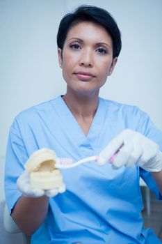 Portrait of female dentist holding mouth model and toothbrush