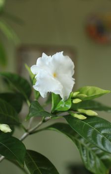 Potted flowers Tabernaemontana