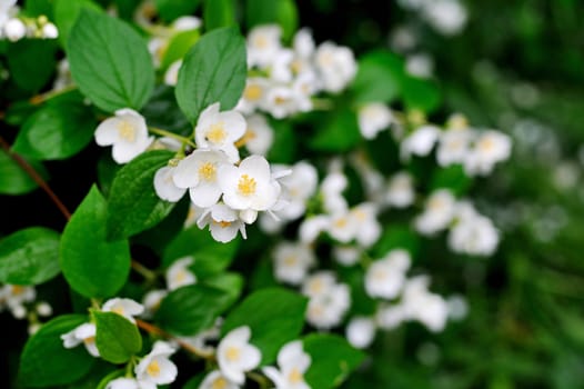 natural background with blossoming tree