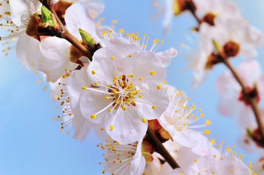 Spring flowering trees against the sky