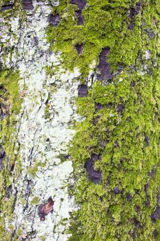 Green Moss Growth on a Silver Birch Tree