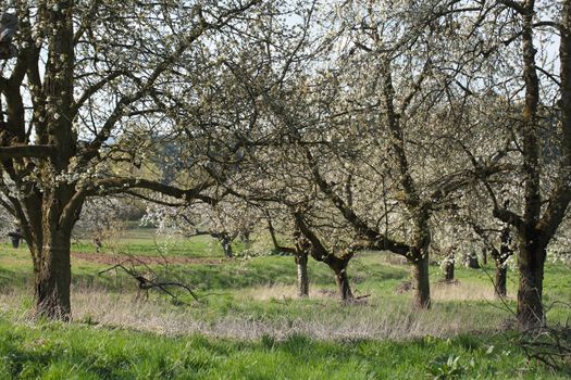 Cherry trees with blossoms in Spring.