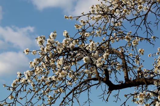 Cherry tree with blossoms in Spring.