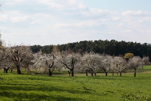 Cherry trees with blossoms in Spring.