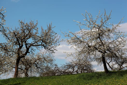 Cherry trees with blossoms in Spring.