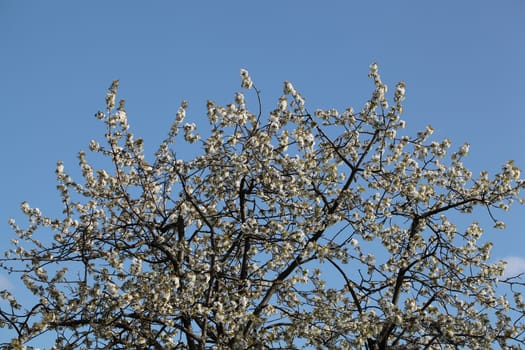 Cherry tree with blossoms in Spring.