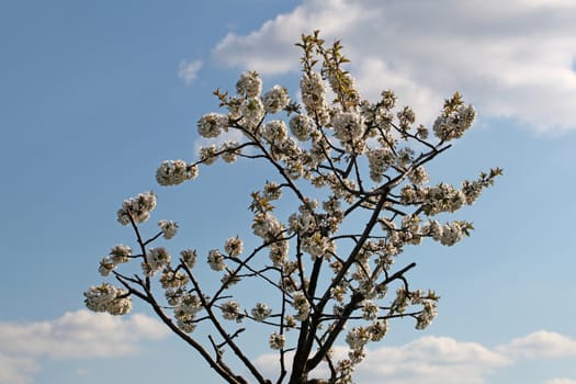 Cherry tree with blossoms in Spring.