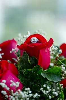 Set of wedding rings in red rose taken closeup.