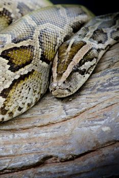 Close-up photo of burmese python (Python molurus bivittatus) isolated on black background.