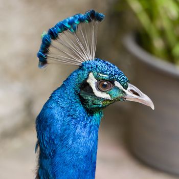 Close Up of beautiful Head  peacock