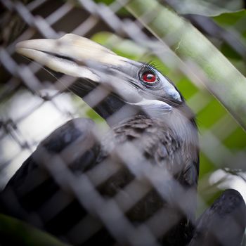 Bushy-Crested Hornbill, closeup in the zoo