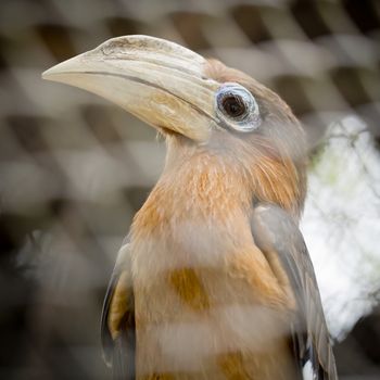 Brown hornbill, Rusty-cheeked hornbill (Anorrhinus tickelli)